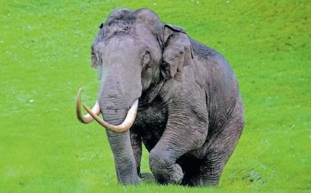 തെലുങ്ക് സിനിമയുടെ ഷൂട്ടിങ് തടസ്സപ്പെടുത്തി കാട്ടാന പടയപ്പ